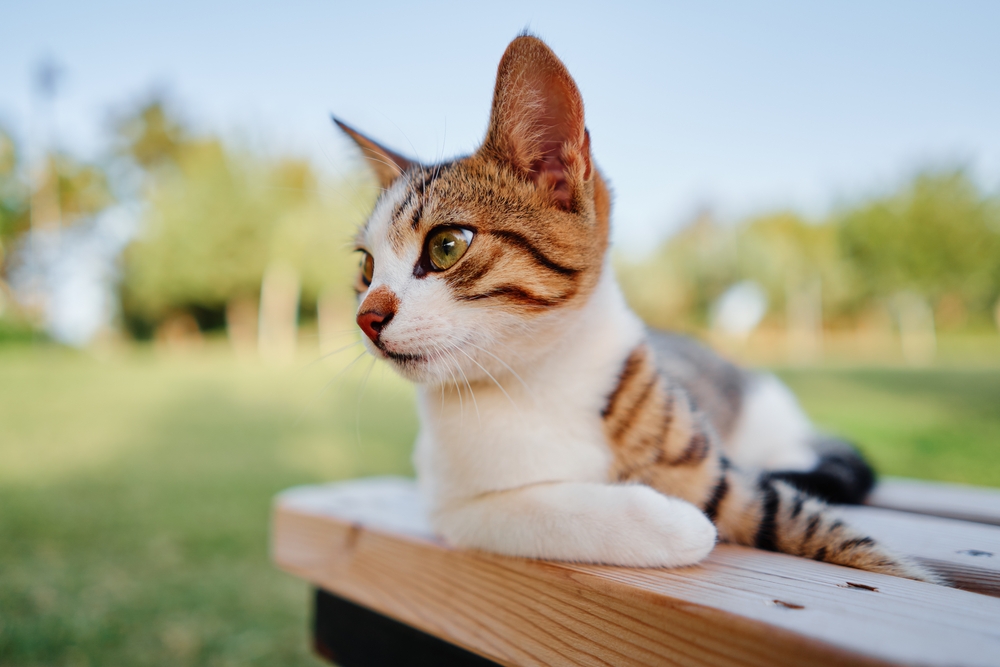 A tabby cat lies on a wooden bench, gazing into the distance in a sunlit outdoor setting - Pet Hospital Collierville