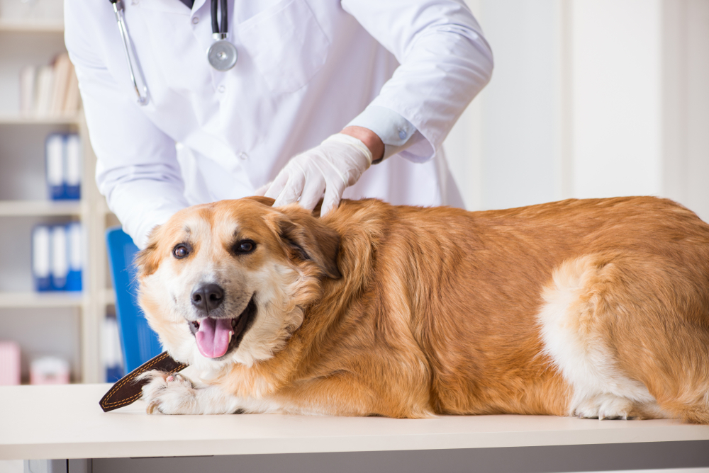 What Vaccines Do Dogs Need?|Poplar View Pet Hospital