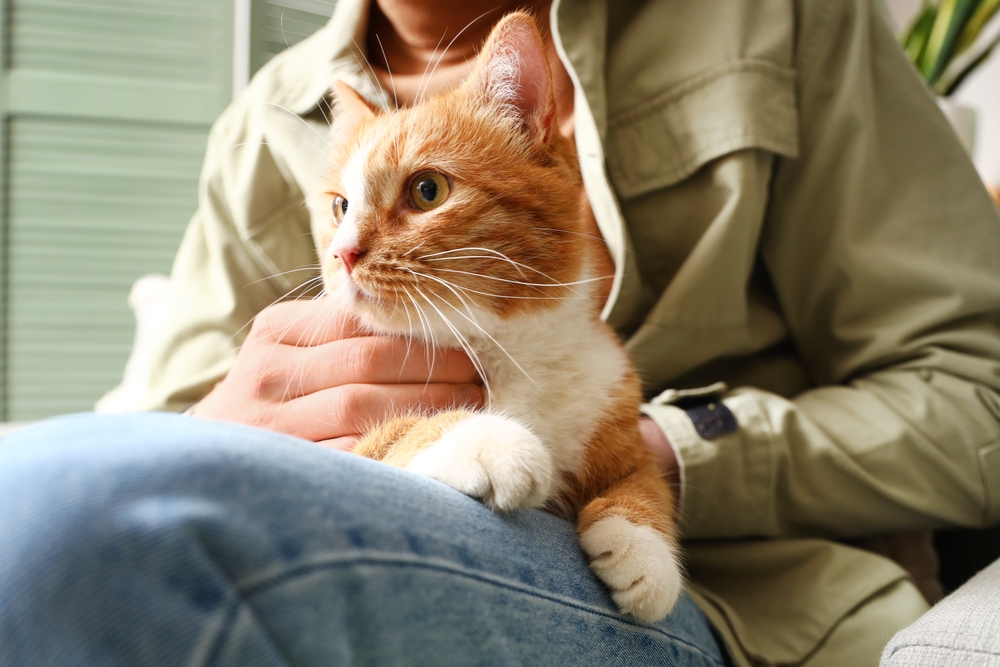 An orange and white cat sits calmly on a person's lap, gazing intently at something - Pet Hospital Collierville