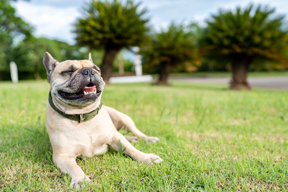 A happy French Bulldog relaxes on a grassy lawn with a serene outdoor backdrop - Pet Hospital Collierville