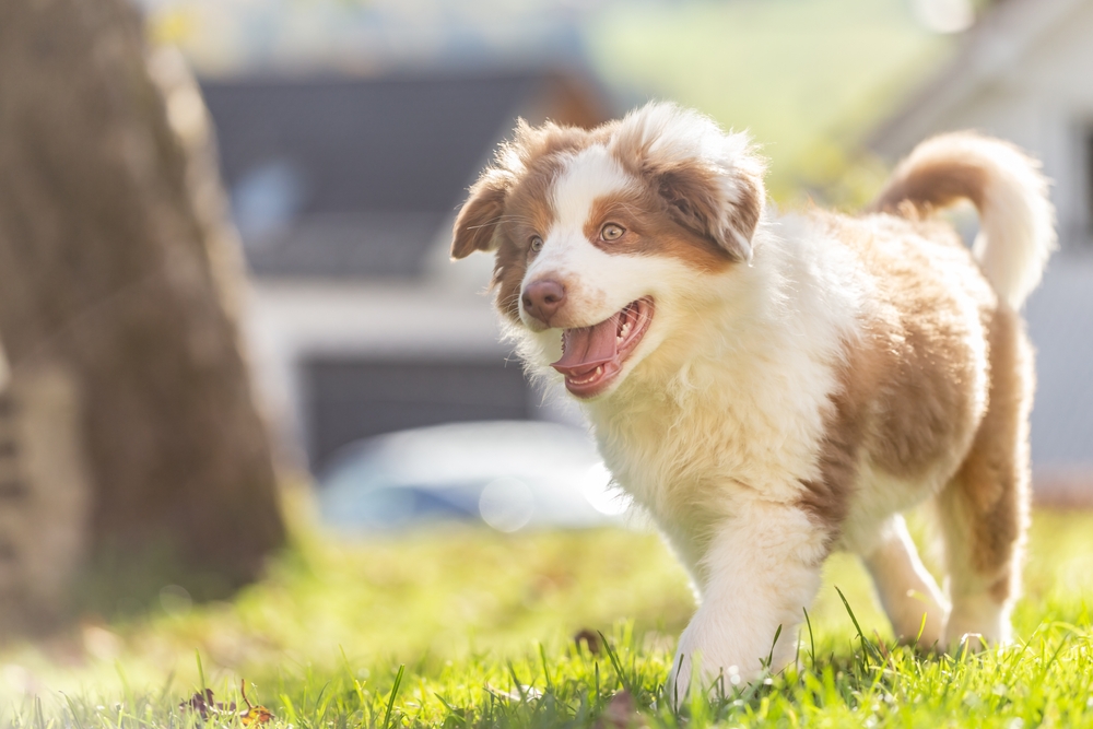 A fluffy brown and white puppy happily runs across a sunlit grassy yard - Pet Hospital Collierville