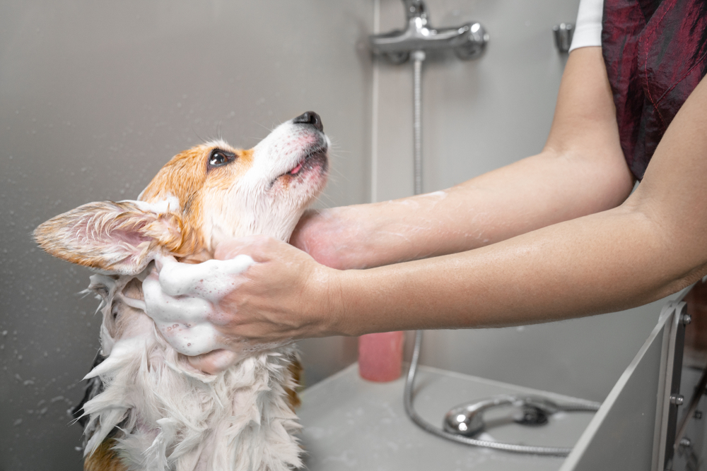 A corgi is being bathed, covered in soap suds, as someone gently washes its head in a shower area - Pet Hospital Collierville